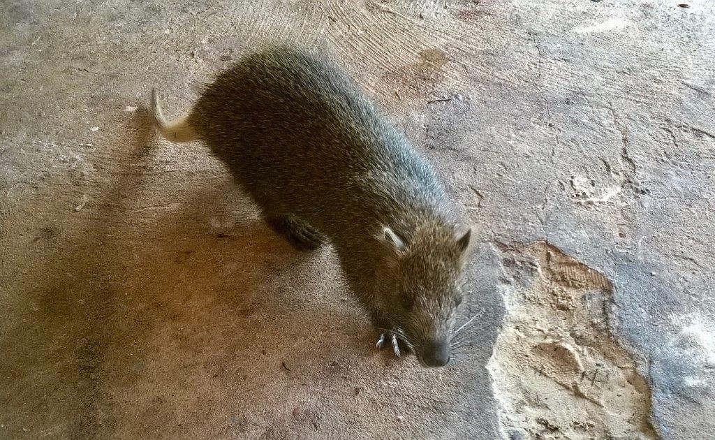 Cayo Largo tartarughe - Banana Rat