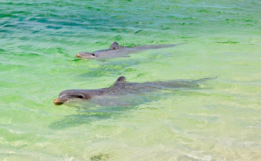 Cayo Largo tartarughe - delfini