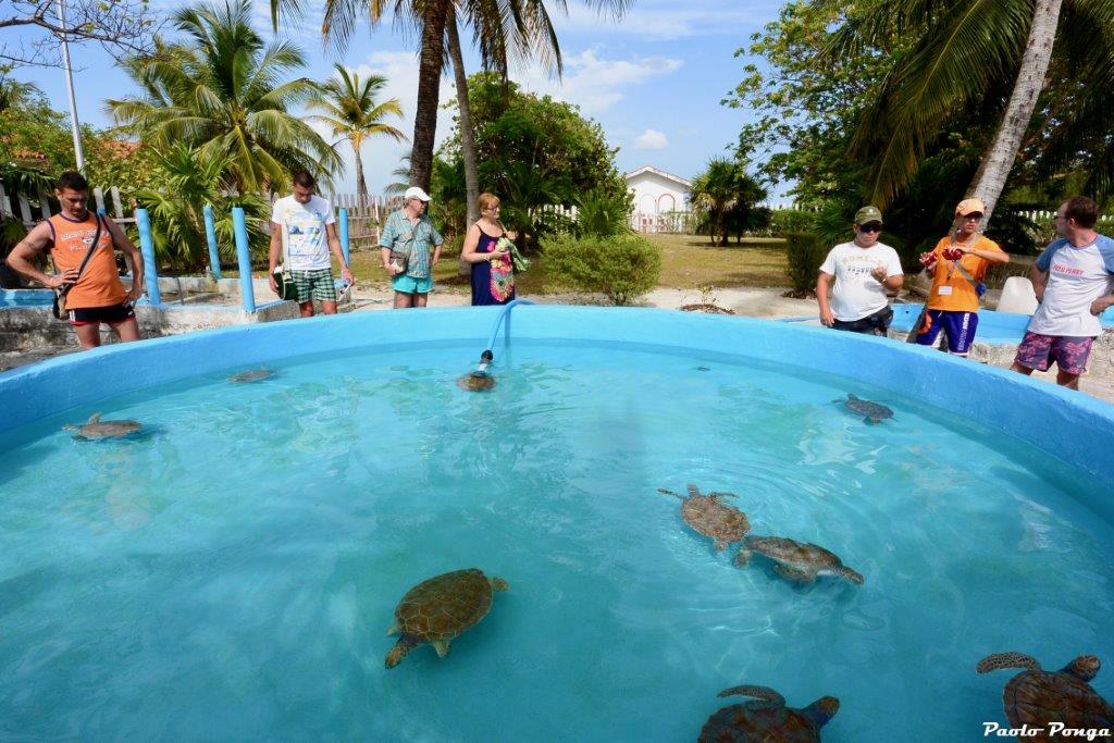 Cayo Largo tartarughe - fattoria delle tartarughe2