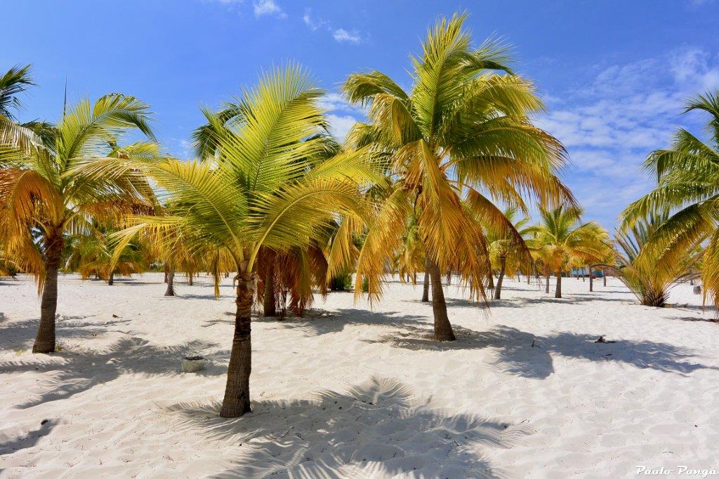 Cayo Largo tartarughe - spiaggia2