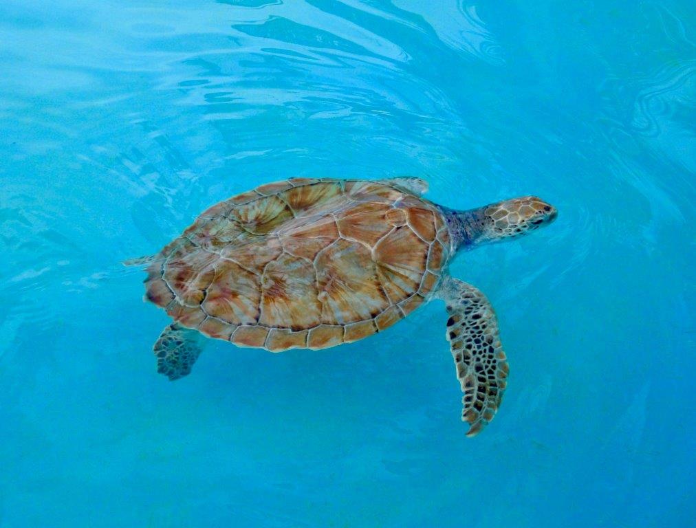 Cayo Largo tartarughe - tartaruga