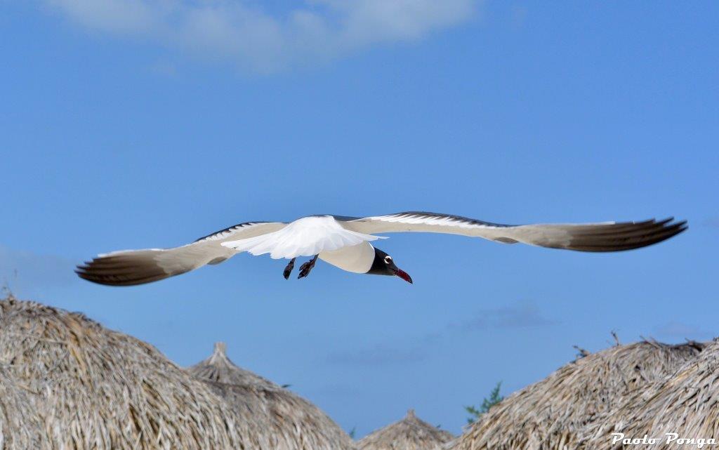 Cayo Largo tartarughe - uccello