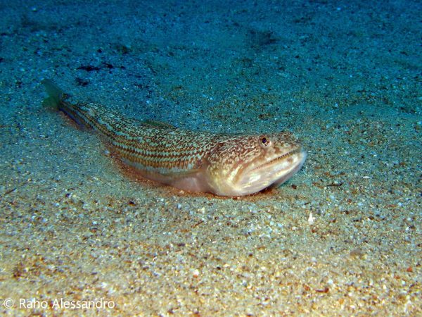 pesce lucertola-Alessandro Raho