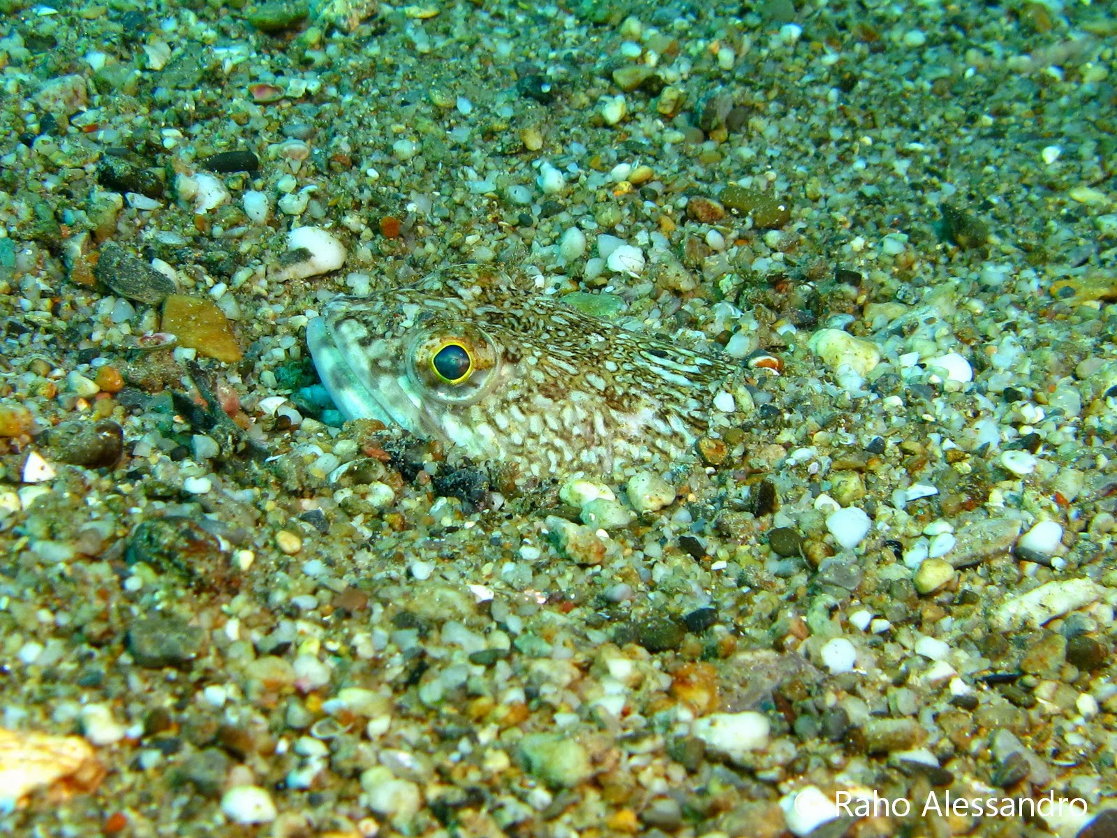 pesce lucertola-Alessandro Raho