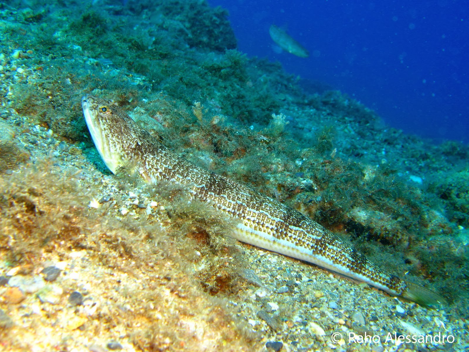 pesce lucertola-Alessandro Raho