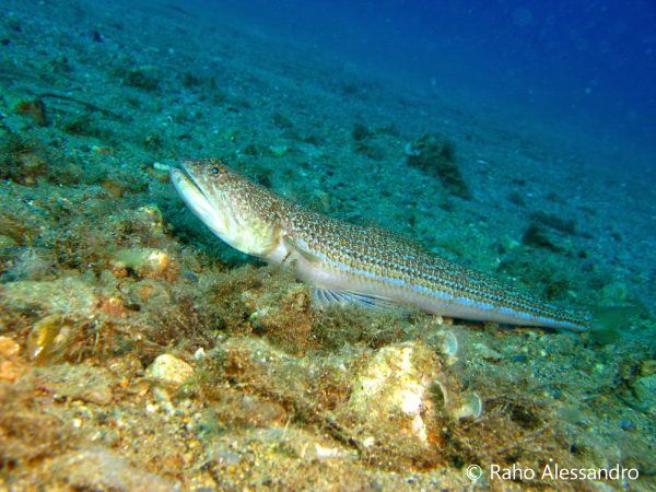 pesce lucertola-Alessandro Raho