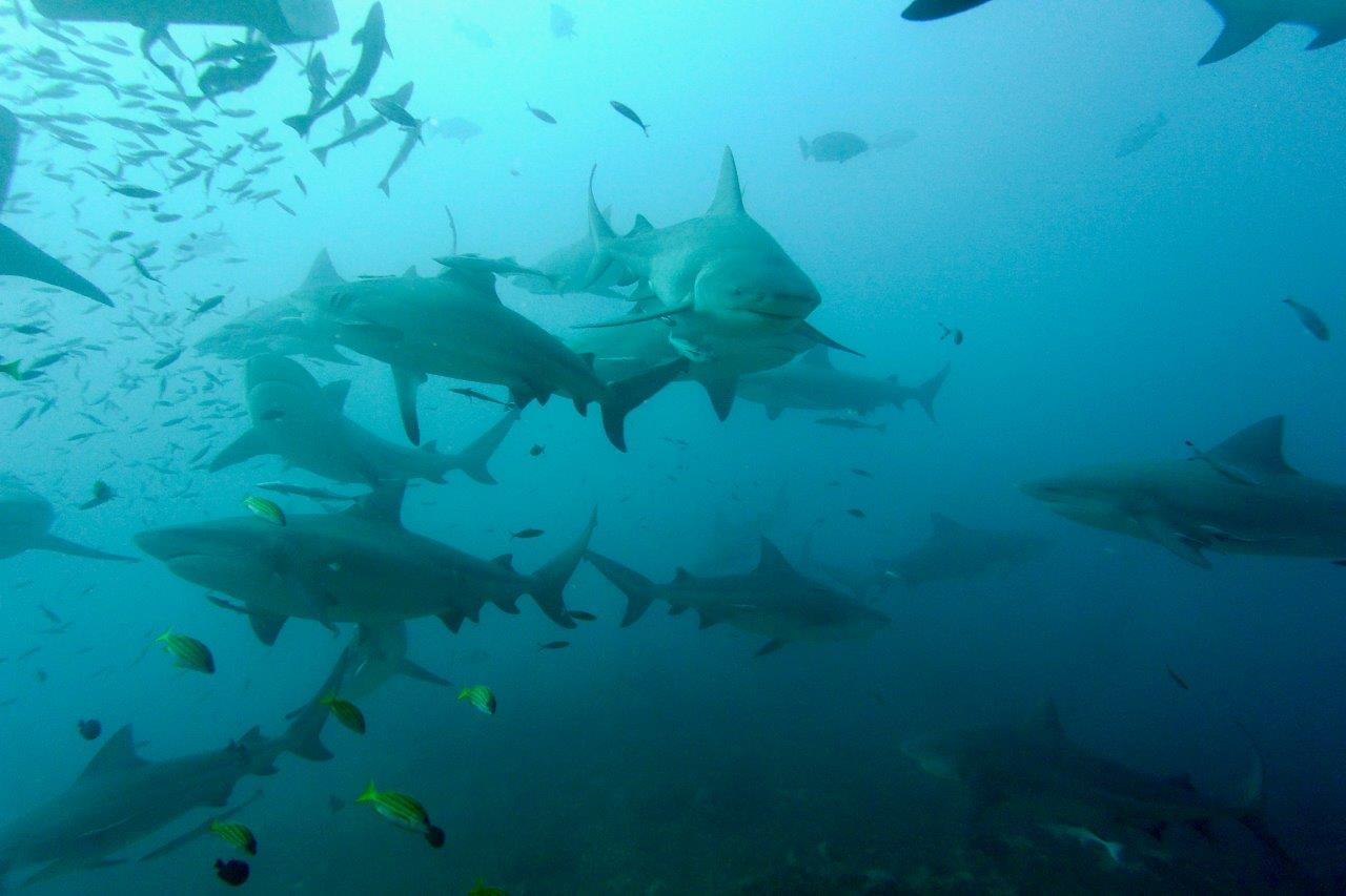 luoghi strani immersioni - Fiji