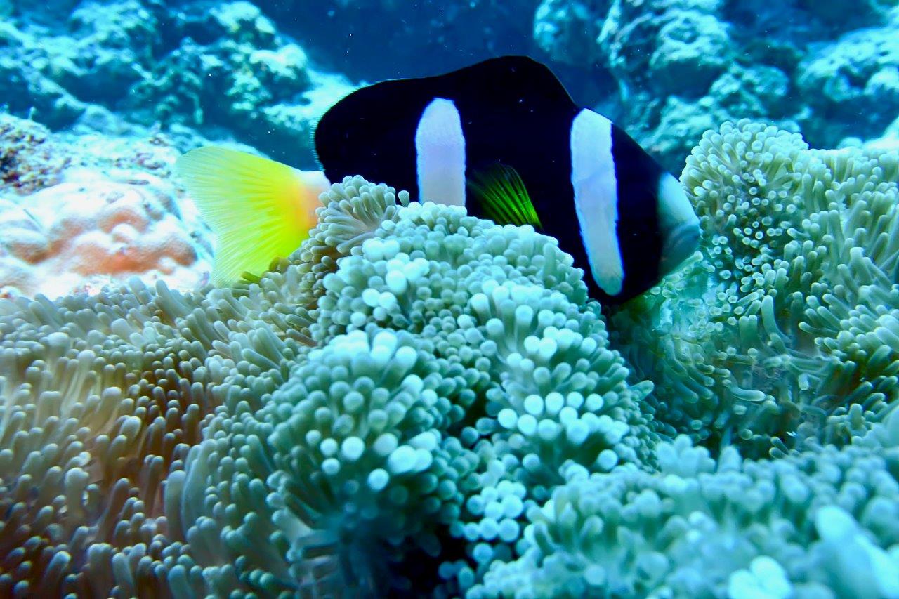 luoghi strani immersioni - Maldive (2)