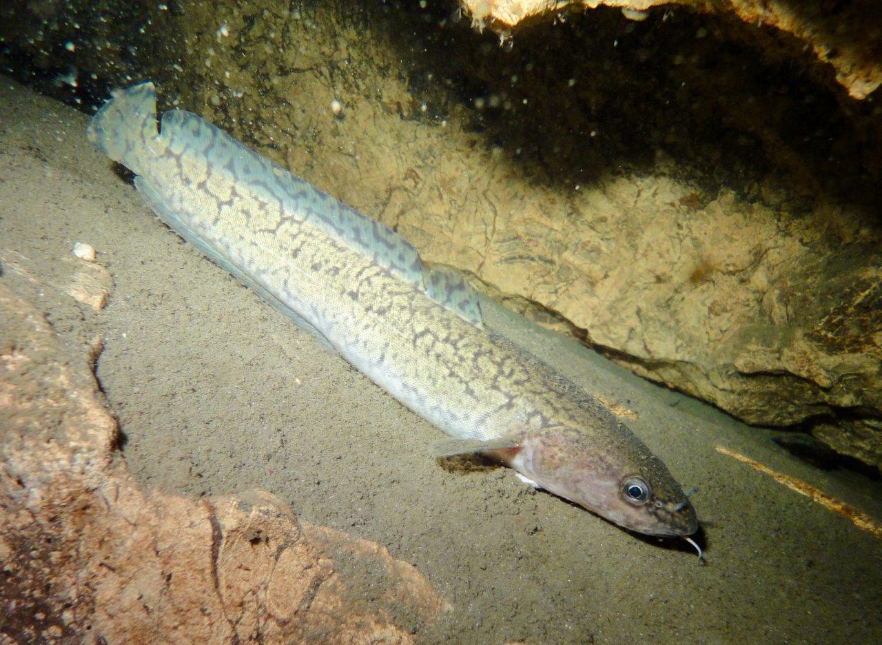 luoghi strani immersioni - bottatrice