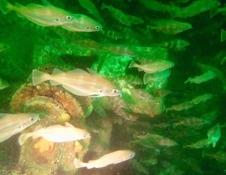 luoghi strani immersioni - merluzzetti bruni in Bretagna