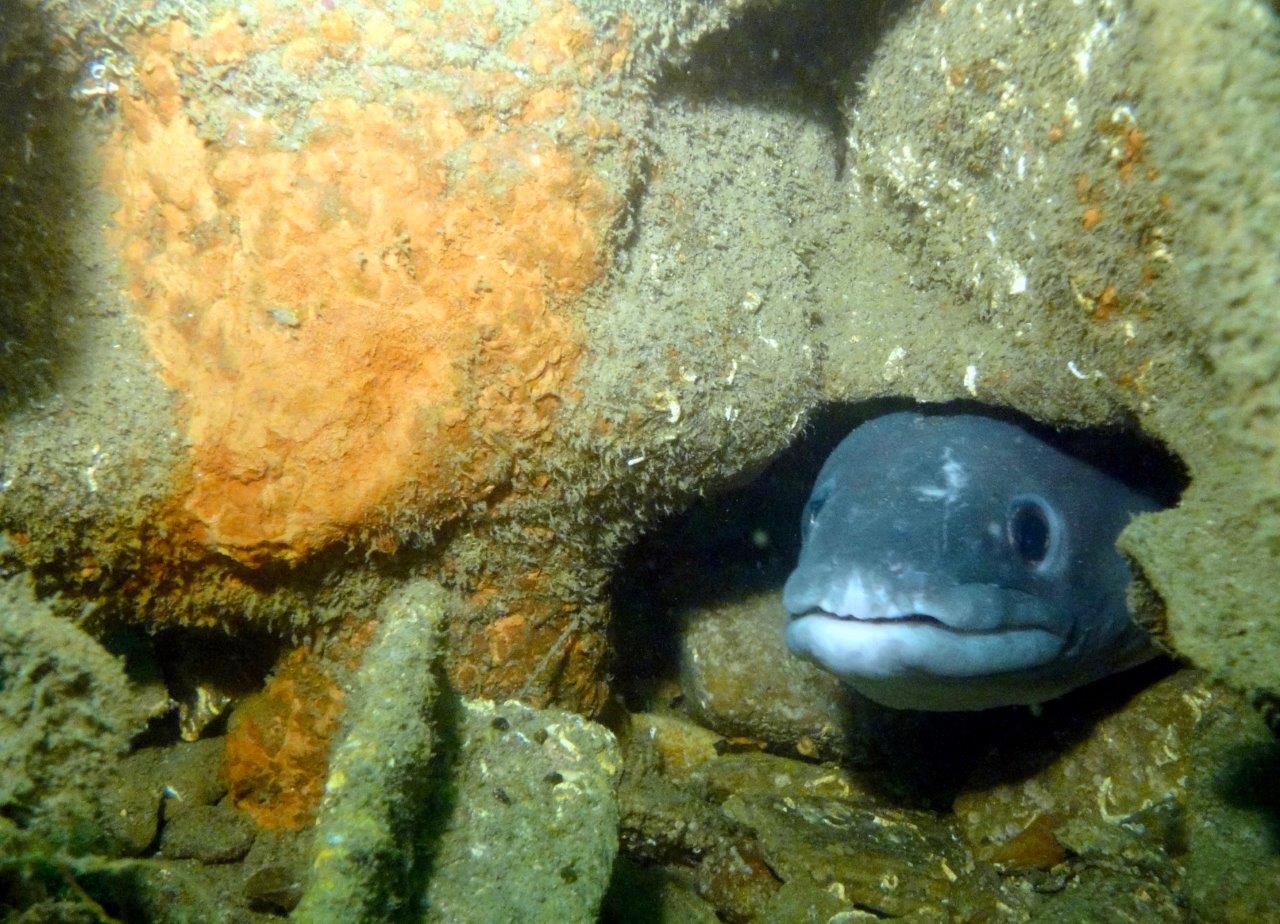 luoghi strani immersioni - relitto in Bretagna