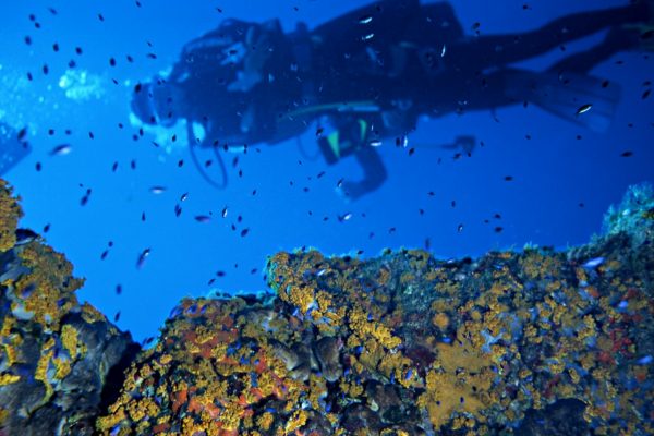 Immersione all'Elba