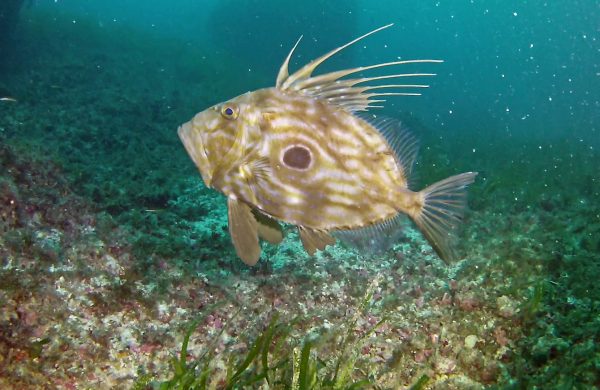 Pesce San Pietro