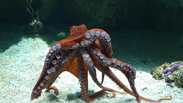 polpo gigante Acquario di Genova