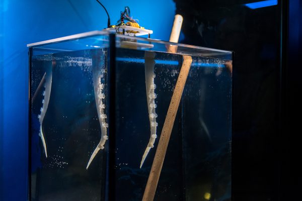 polpo gigante Acquario di Genova (7) - braccio di polpo robotico