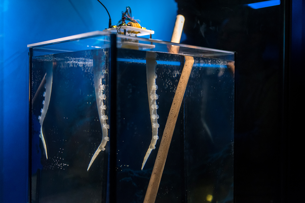 polpo gigante Acquario di Genova (7) - braccio di polpo robotico