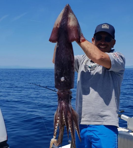 Totano gigante