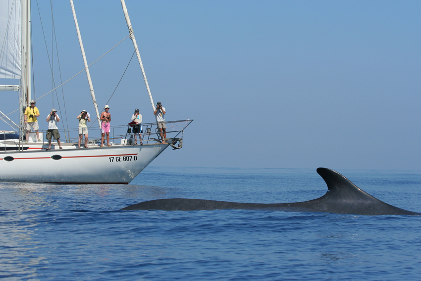 Cetacei FAI attenzione - Balenottera comune_F. Bendinoni_Tethys