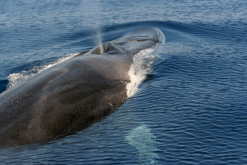 Cetacei FAI attenzione - Balenottera comune_F. Bendinoni_Tethys2