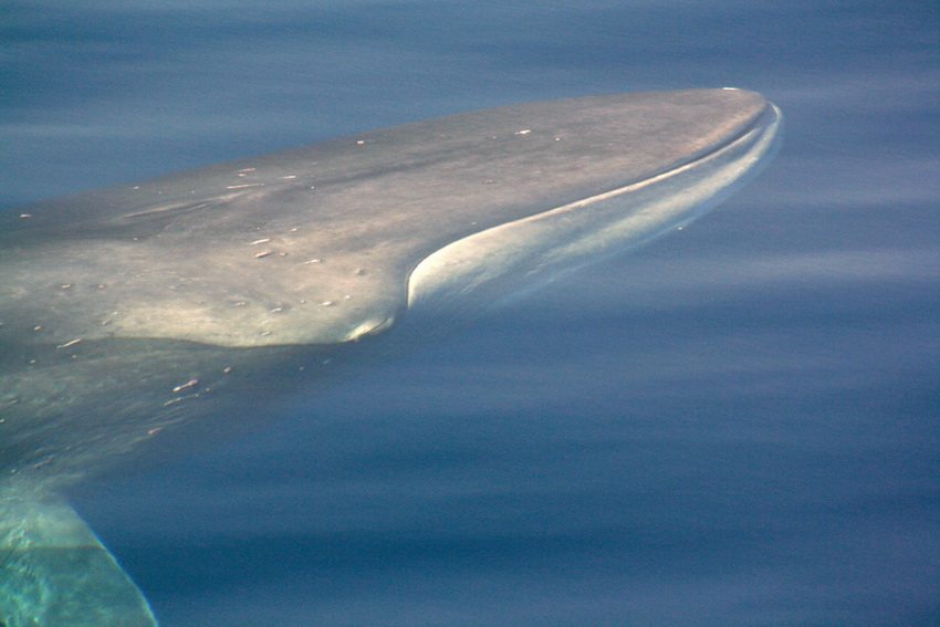 Cetacei FAI attenzione - Balenottera comune_M. Greco_Tethys