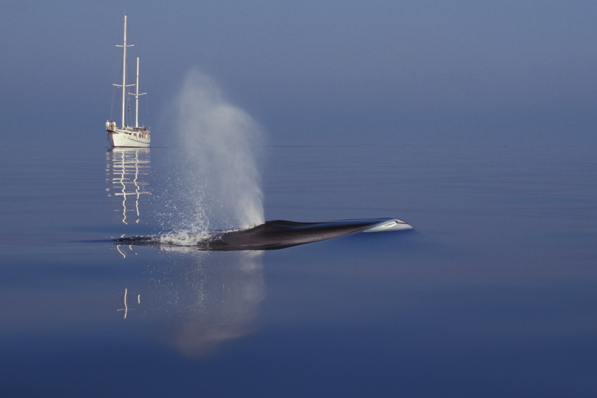 Cetacei FAI attenzione - Balenottera comune_S. Panigada_Tethys_resize