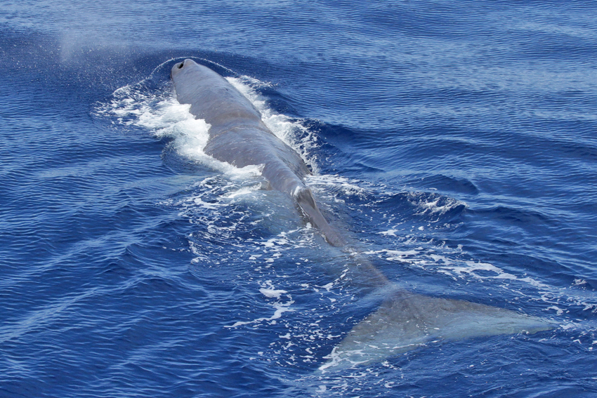 Cetacei FAI attenzione - Capodoglio_G. Passoni_Tethys