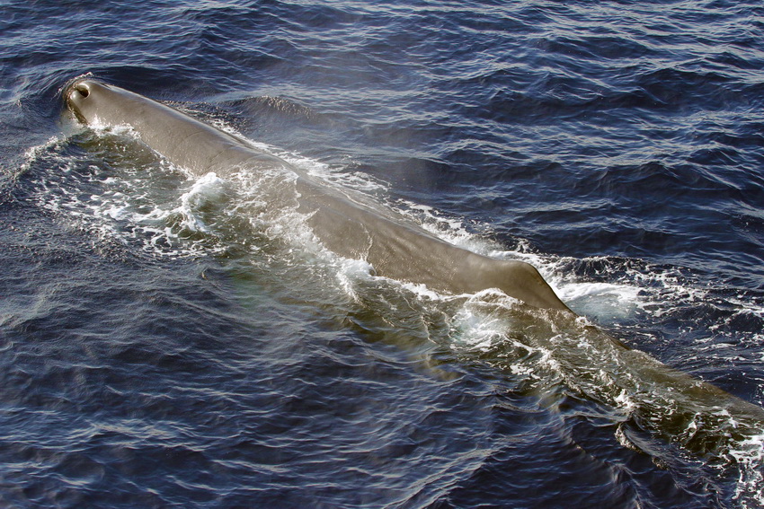 Cetacei FAI attenzione - Capodoglio_G. Passoni_Tethys2_resize