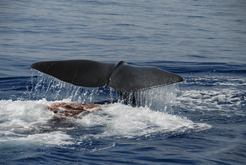 Cetacei FAI attenzione - Capodoglio_M. Iacopini_Tethys_resize