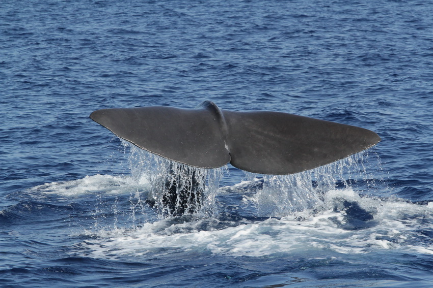 Cetacei FAI attenzione - Capodoglio_M. Vighi_Tethys_resize