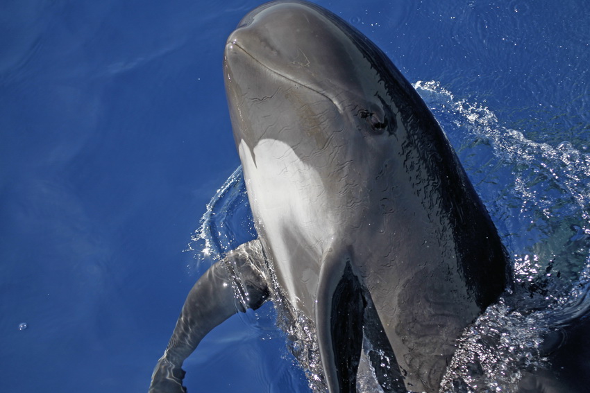 Cetacei FAI attenzione - Globicefalo_M. Vighi_Tethys_resize