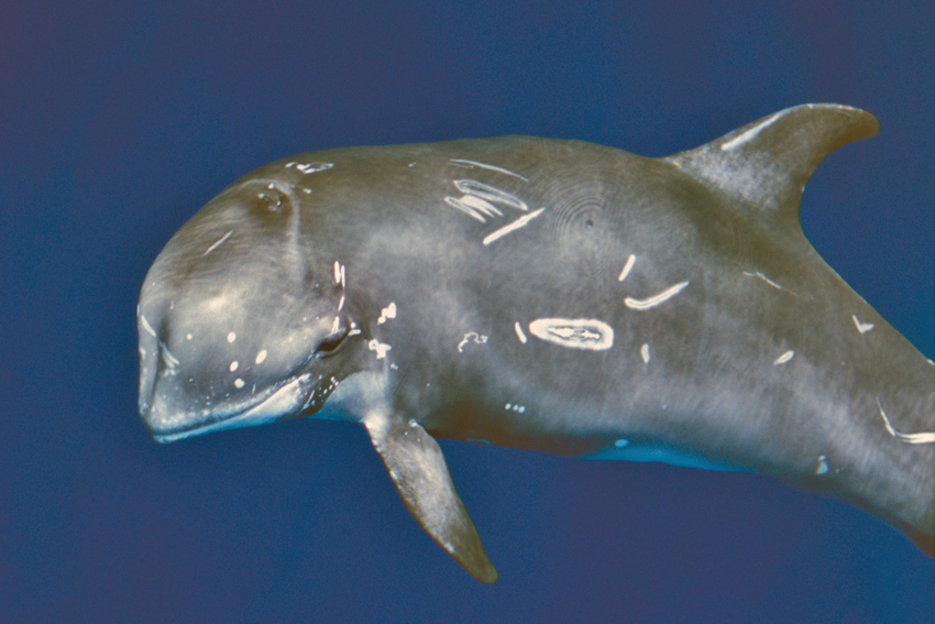 Cetacei FAI attenzione - Grampo_S. Airoldi_Tethys_3