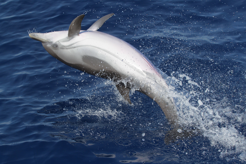 Cetacei FAI attenzione - Stenella striata_A. Michieli_Tethys