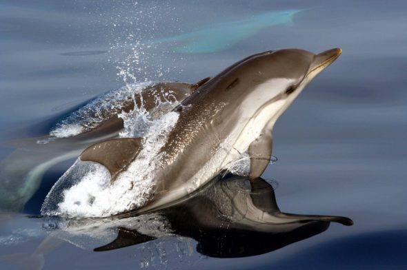 Cetacei FAI attenzione - Stenella striata_C. Lanfredi_Tethys_resize