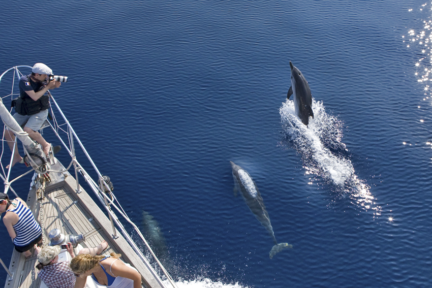 Cetacei FAI attenzione - Stenella striata_S. Airoldi_Tethys2