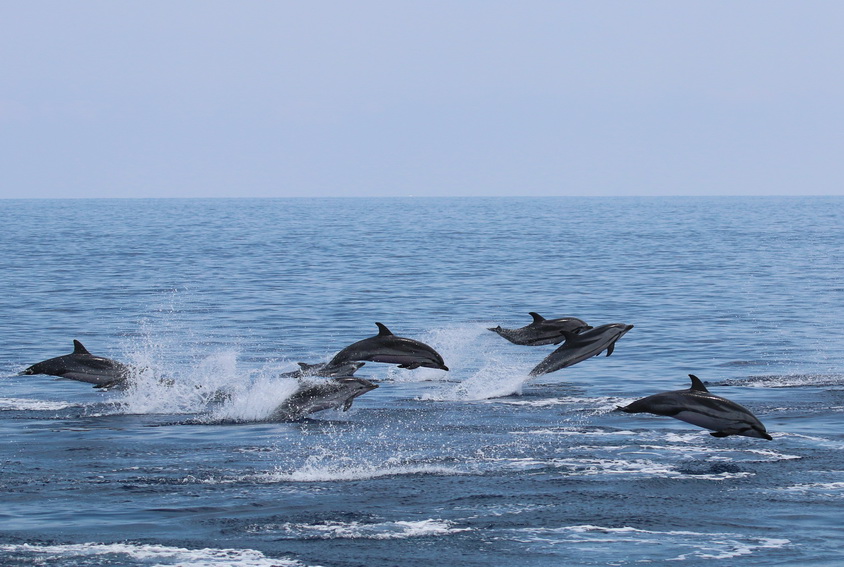 Cetacei FAI attenzione - Stenella striata_V. Ferrari_Tethys_resize