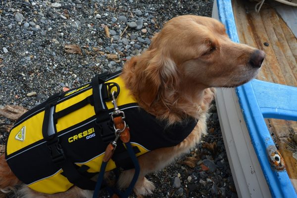 Un cane che indossa il Cressi Dog Life Jacket