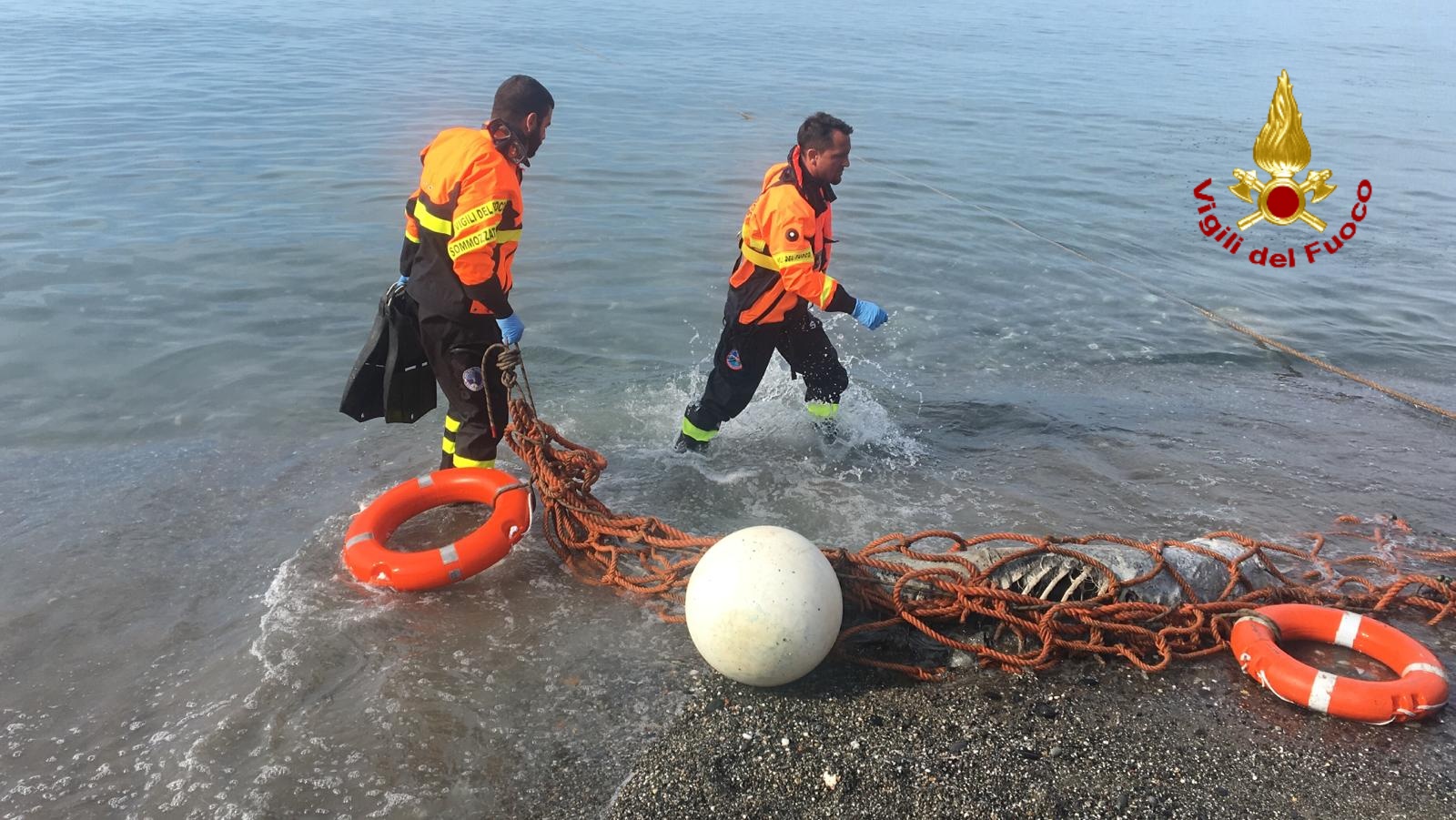 Il recupero della carcassa del delfino a Priaruggia