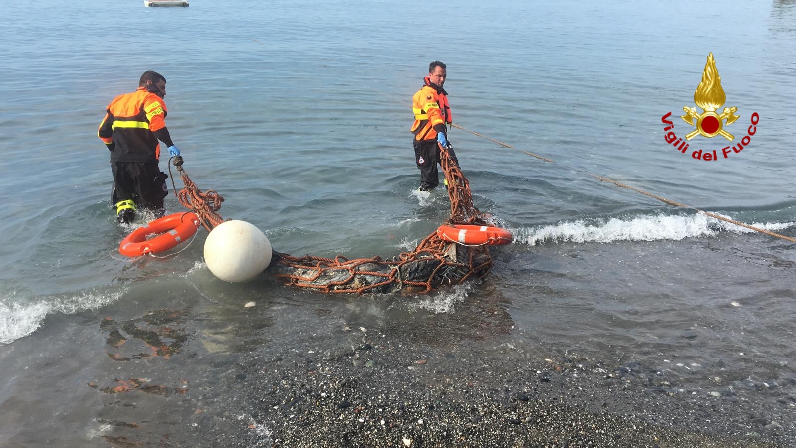 Il recupero della carcassa del delfino a Priaruggia