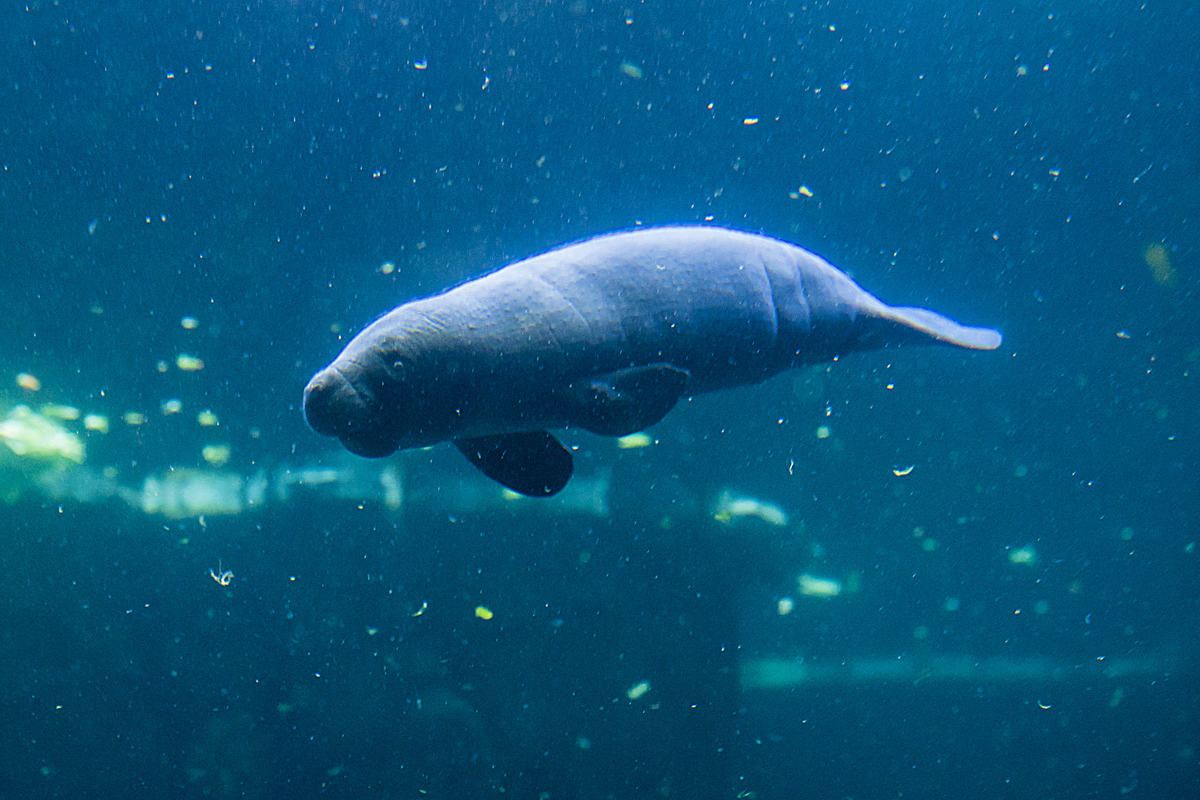 Acquario di Genova (vasca dei lamantini), la figlia di Rynke (2)