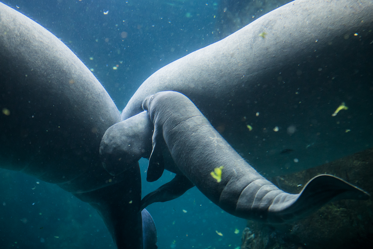 Acquario di Genova (vasca dei lamantini), la figlia di Rynke (3)