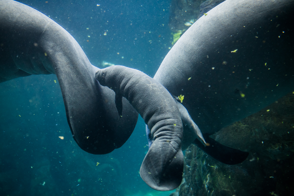 Acquario di Genova (vasca dei lamantini), la figlia di Rynke (4)