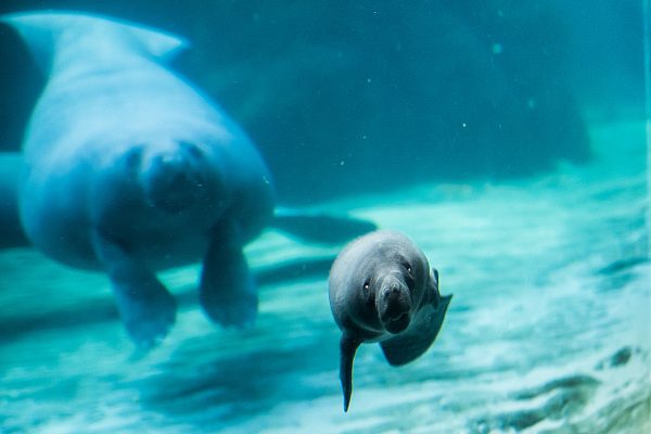 Acquario di Genova (vasca dei lamantini), la figlia di Rynke (5)