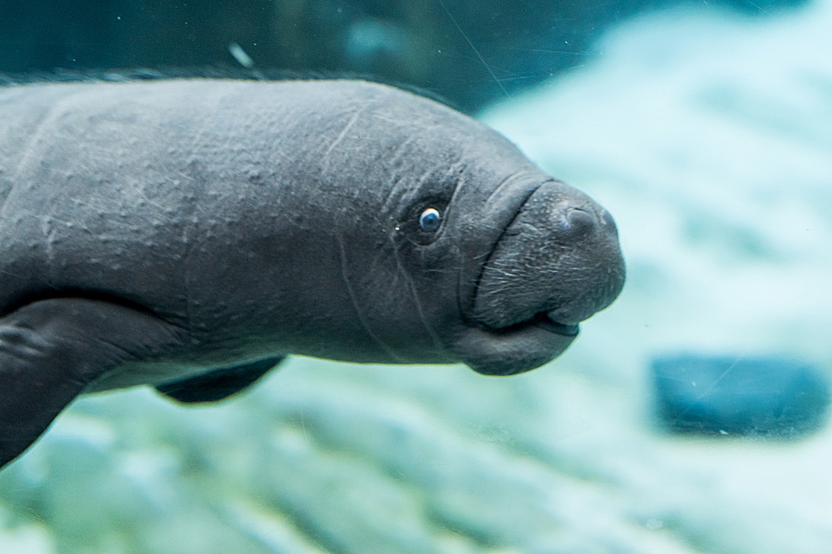 Acquario di Genova (vasca dei lamantini), la figlia di Rynke (7)