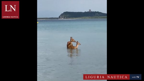 Mamma daina e il suo cucciolo fanno il bagno in Maremma