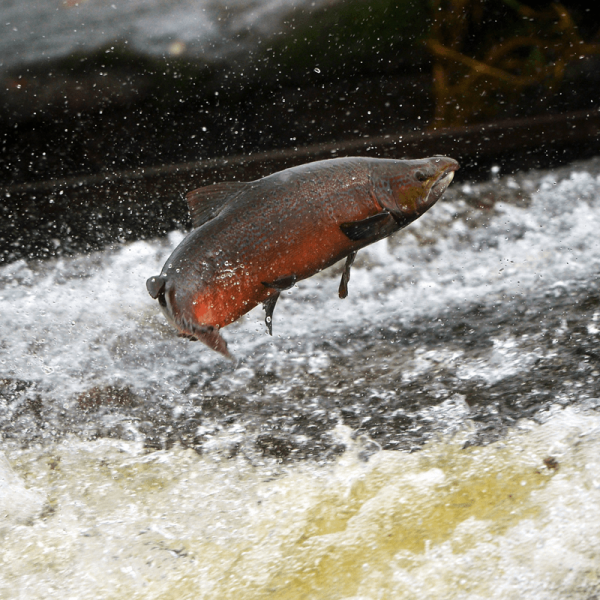 salmoni che risalgono il torrente - fonte: Il Blog della Pesca