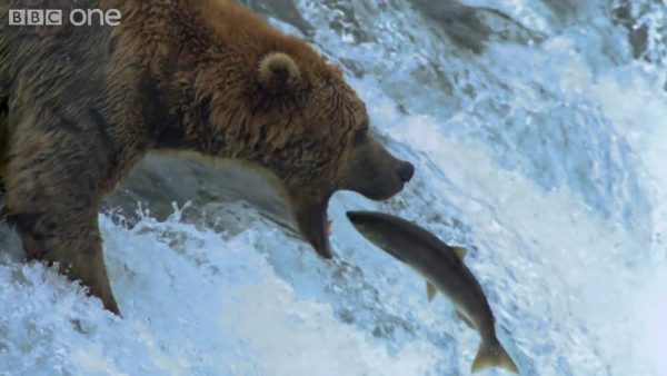 salmoni - orso che cattura un salmone mentre risale il torrente