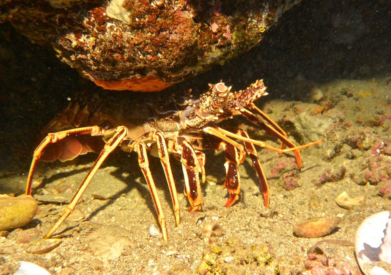 Penisola Calcidica - aragosta (2)