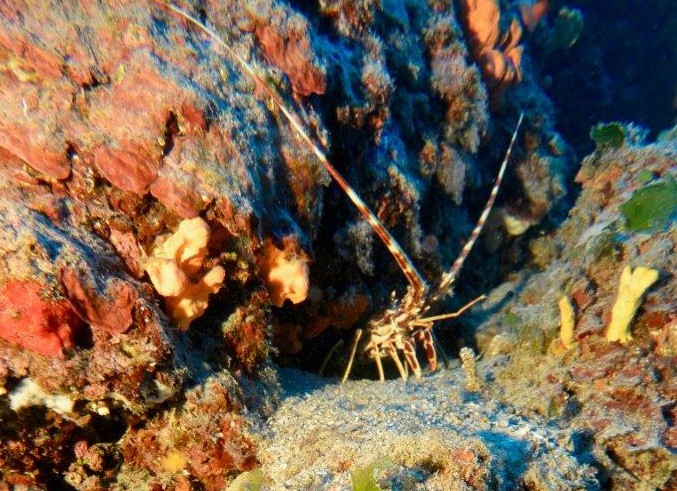 Penisola Calcidica - aragosta