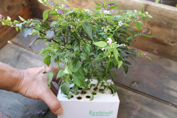 Coltivare insalata e aromi a bordo con Ecoltivo