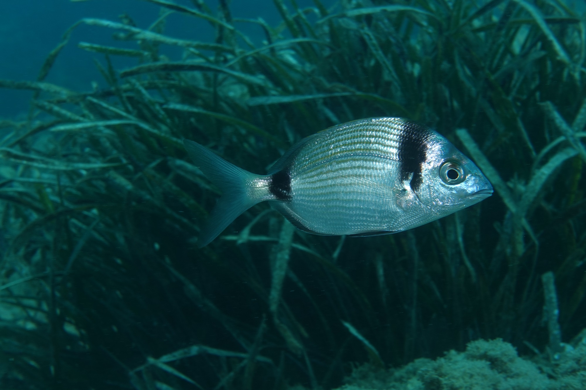 Sestri Levante Safari Fotosub 2019 (10)